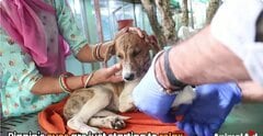 「世界から逃げるように」前脚の皮膚が剥がれるほどの重傷を負った子犬、優しい看病に涙の回復