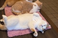 玄関でママの帰りを待ち続ける猫　まさかの姿に爆笑と悶絶の声