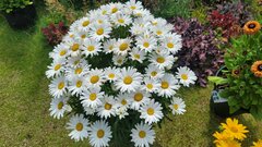 「植えてよかった！」猛暑の夏も枯れずに、植えっぱなしで乗り切った〈暑さに強い多年草〉3選。今から植えて毎年花を楽しめます