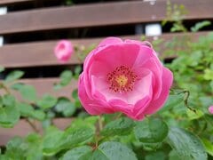 狭い庭・玄関先・ベランダOK！丈夫で《鉢植えでも育てやすい》バラ6選＆今が適期「寒肥」の方法