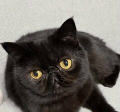 くつろぐ黒猫ちゃんを前から見ると…→なんだか「たくましめ」に感じるクールなポーズが話題