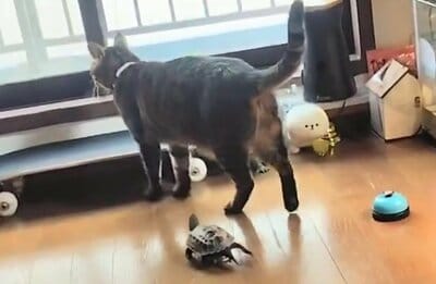 窓辺に向かう小雪ちゃんと追いかける軍曹くん