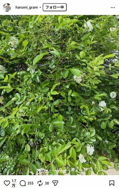 栗原はるみのInstagram投稿