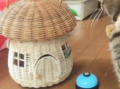 「窓」から軍曹くんの顔が！