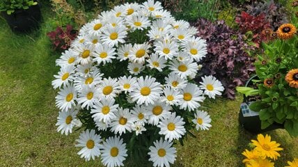 「植えてよかった！」猛暑の夏も枯れずに、植えっぱなしで乗り切った〈暑さに強い多年草〉3選。今から植えて毎年花を楽しめます