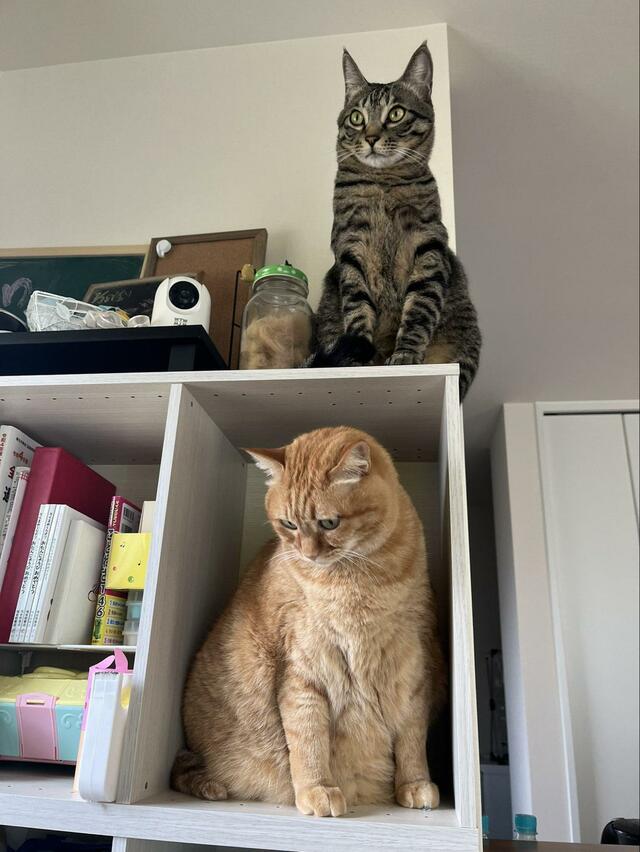 猫「野郎！どこ行きやがった」　雲隠れした後輩猫の『得意顔』に笑ってしまう