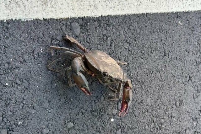 台湾旅行中の道端で見つけた「縛られたカニ」 不可解な姿にさまざまな憶測が寄せられる