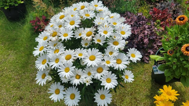 「植えてよかった！」猛暑の夏も枯れずに、植えっぱなしで乗り切った〈暑さに強い多年草〉3選。今から植えて毎年花を楽しめます