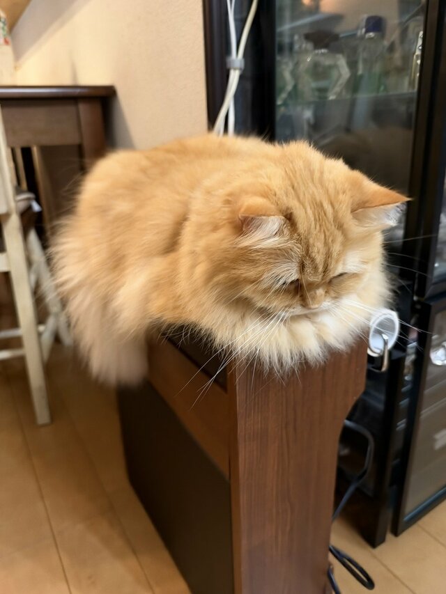 Wi-Fiの電波が悪いと思ったら…原因は棚の上でくつろぐふわふわの猫だった