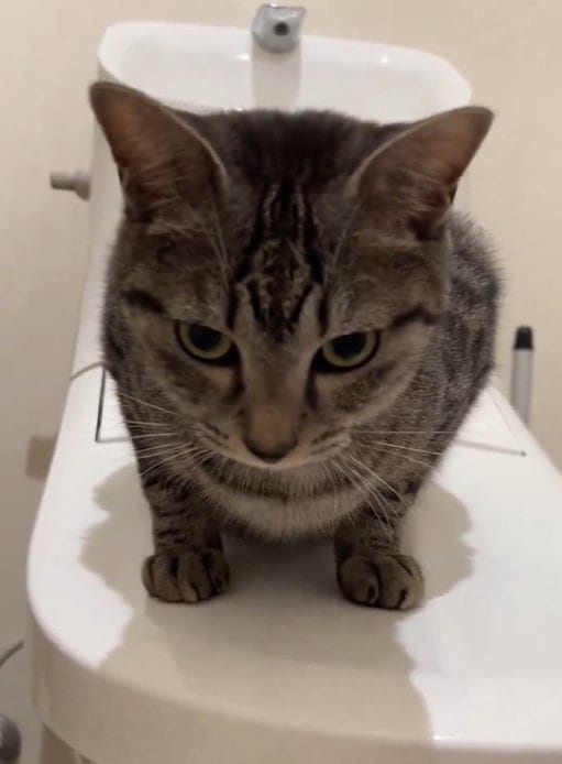 トイレと猫