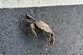 台湾旅行中の道端で見つけた「縛られたカニ」 不可解な姿にさまざまな憶測が寄せられる