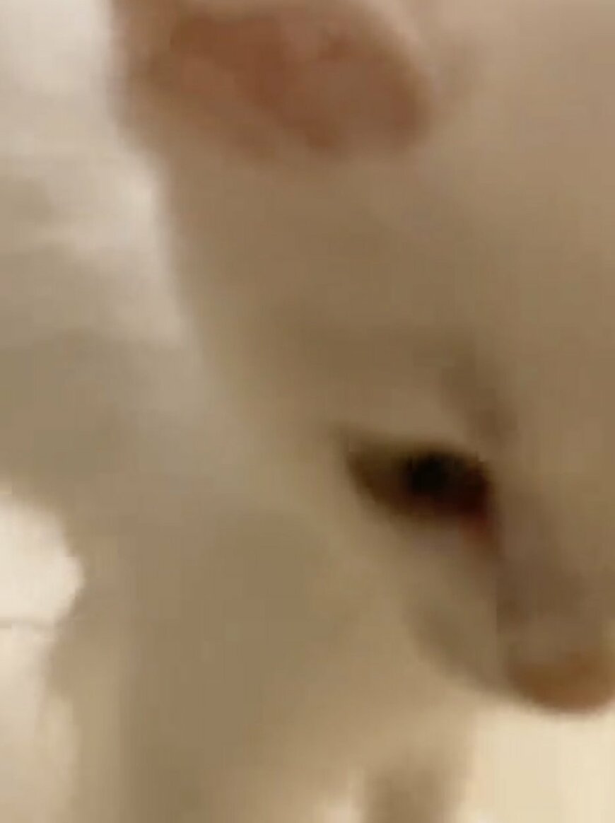 出所：@meltube_cat