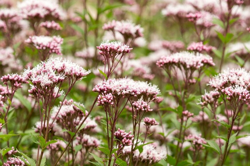 mitsu_miya/istockphoto.com