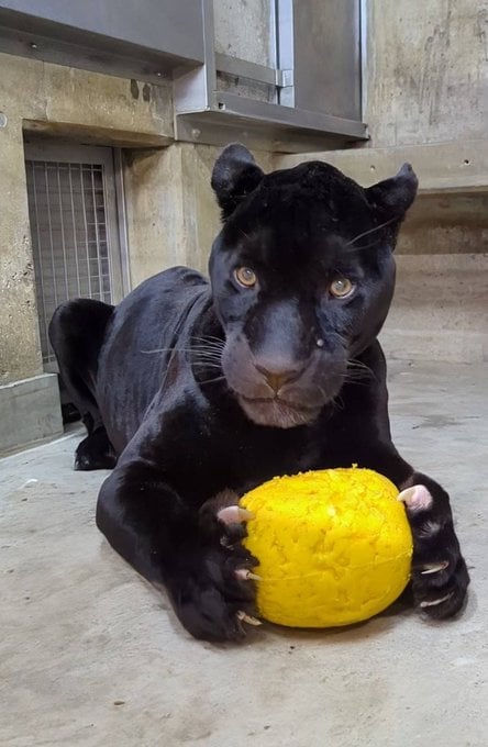 【神戸市立王子動物園】イケメンなのに…遊び方が完全に「猫」！ワイルドなクロジャガーが猫のように遊ぶ貴重な姿を紹介（兵庫県）