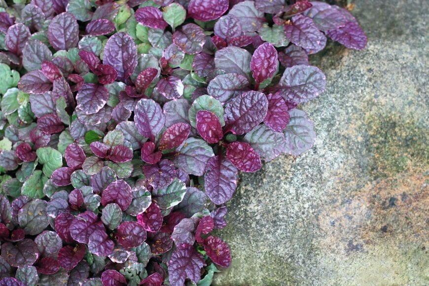 iva/shutterstock.com