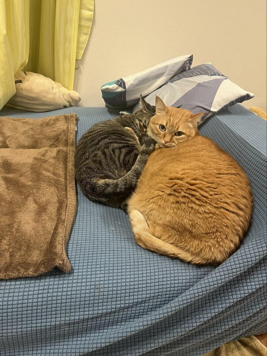 出所：@kagisuzu0531