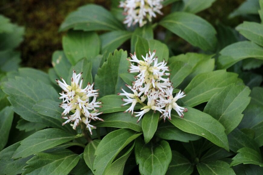 Orest lyzhechka/shutterstock.com