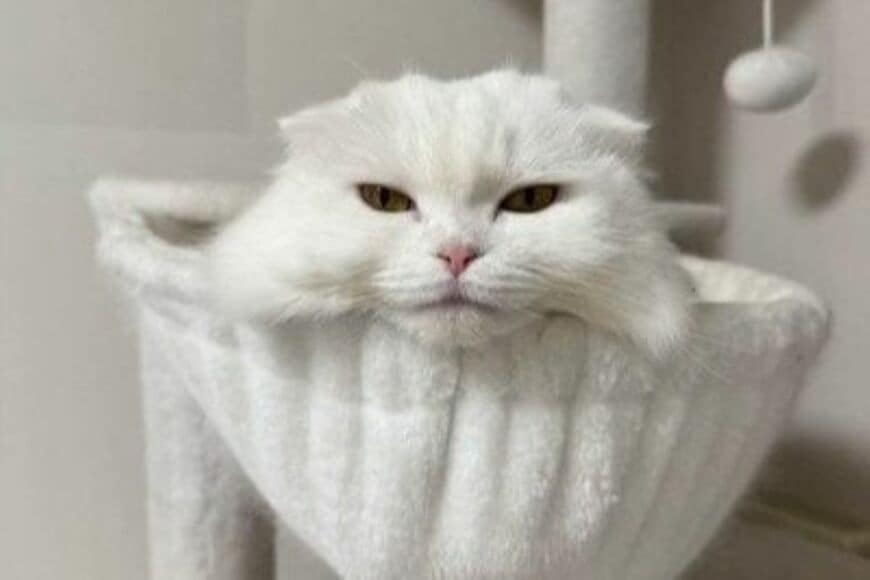 【ほんとに同じ猫？】普段と寝ている時の違いに思わず目を疑う　「可愛すぎる」「思わず顔真似しちゃった」