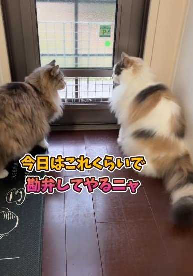 出所：＠cat.kinakomochi