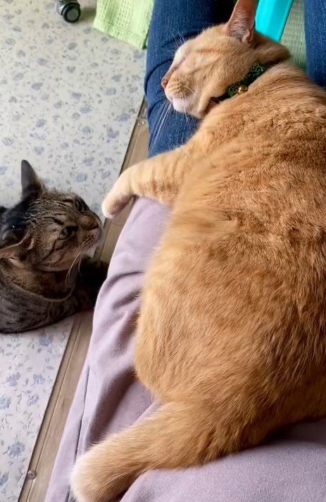 出所：@luna7taka9 