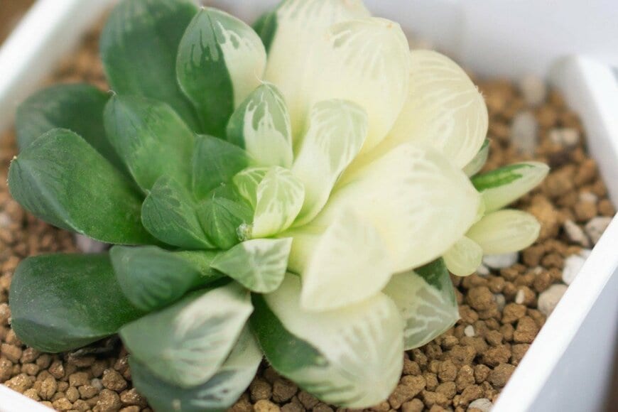 Mintra Kwthijak/istockphoto.com