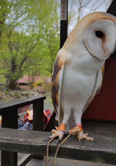 出所：@miki4wan108