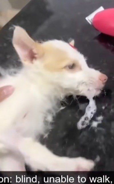 【保護犬】けいれんを起こしていた子犬　命の危機を乗り越えて幸せをつかんだ軌跡に感動