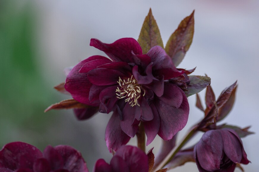 LesiChkalll27/shutterstock.com