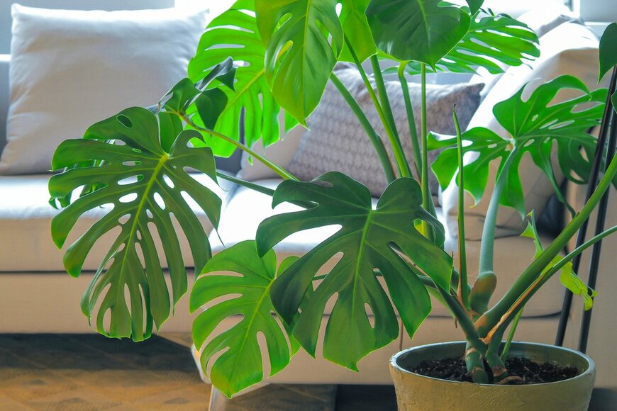 Sergey Cherviakov/Shutterstock.com