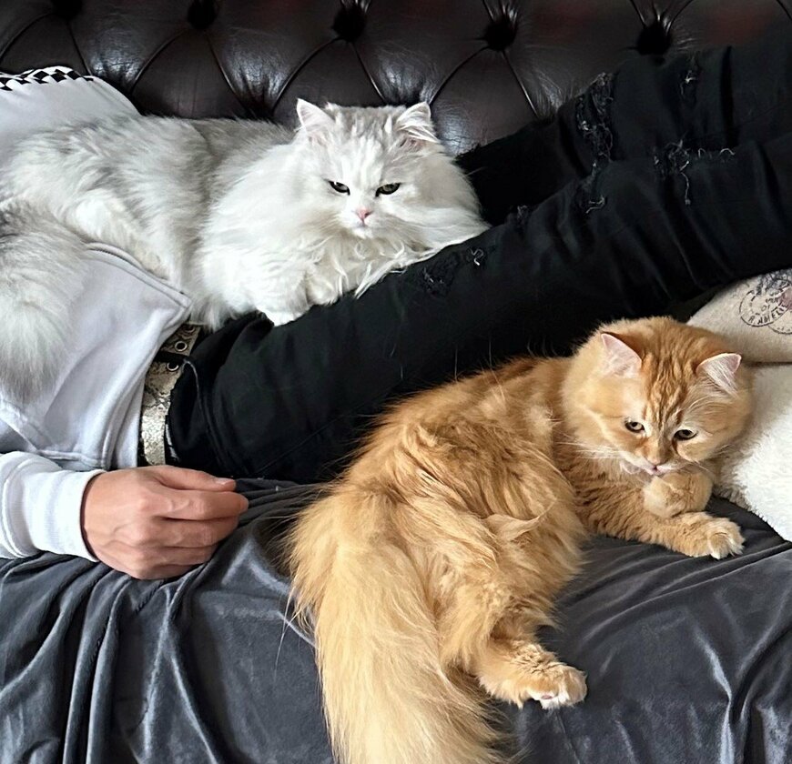 出所：@NEKOLAND13