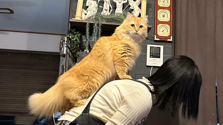 出所：@NEKOLAND13