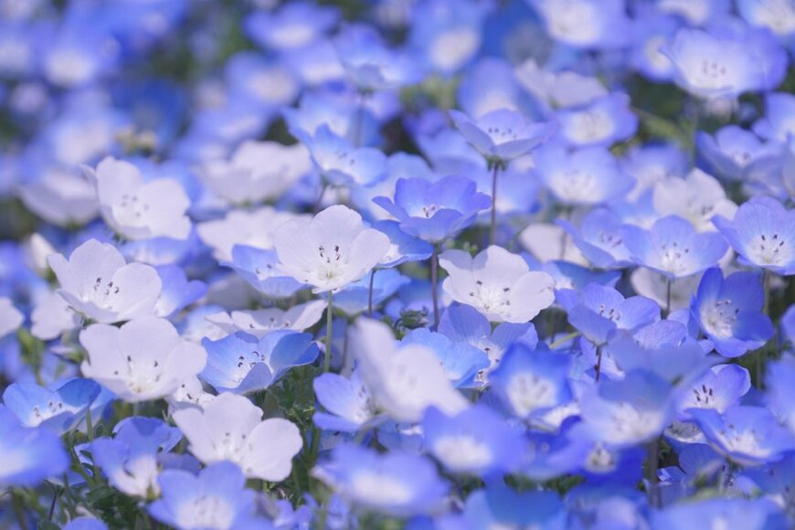 Amornrit Akkavangso/shutterstock.com