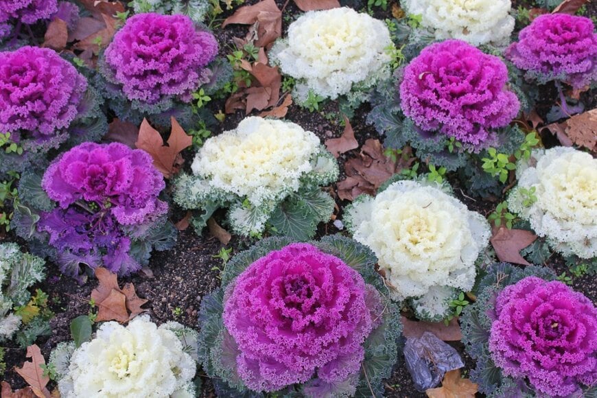 ROMANO NICOLA/shutterstock.com