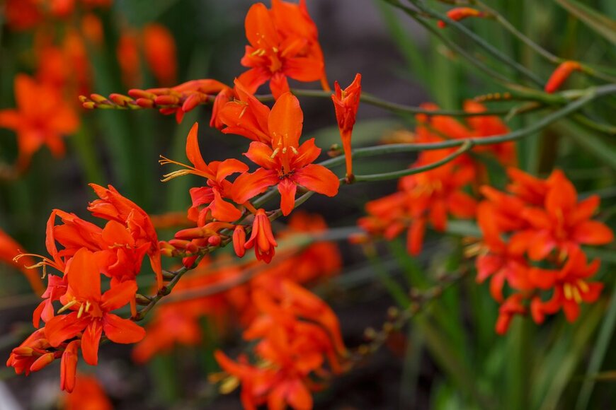 Flower_Garden/Shutterestock.com