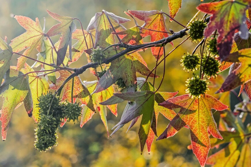 franswillemblok/istockphoto.com