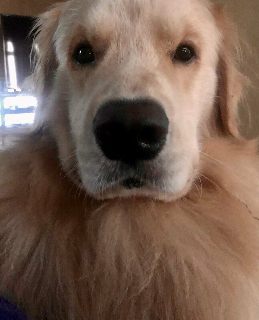 出所：@elmo_golret