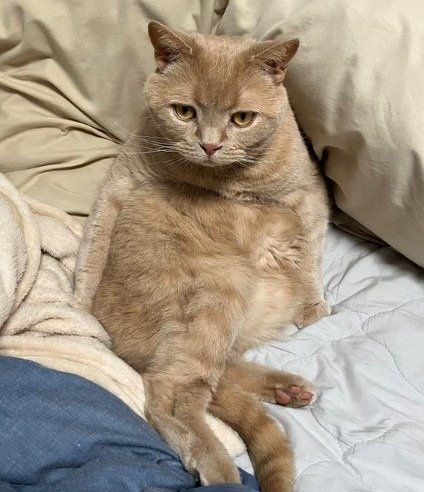 出所：@TsunaIsCat