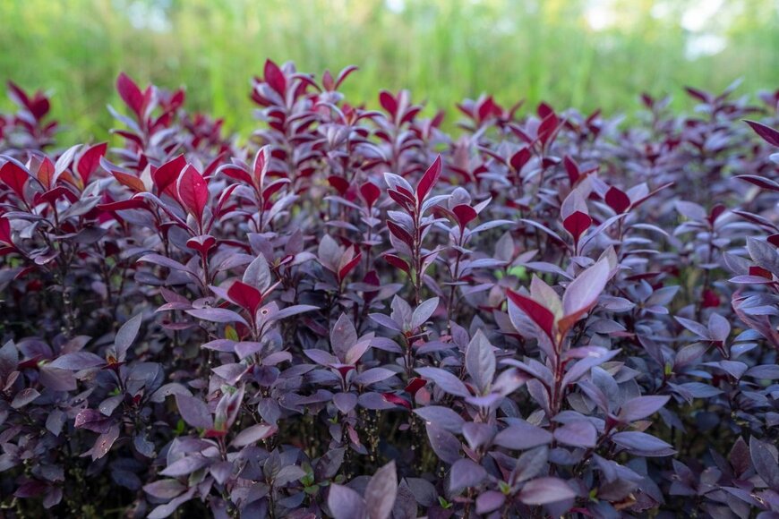 アルテルナンテラ　　　SIM ONE/istockphoto.com