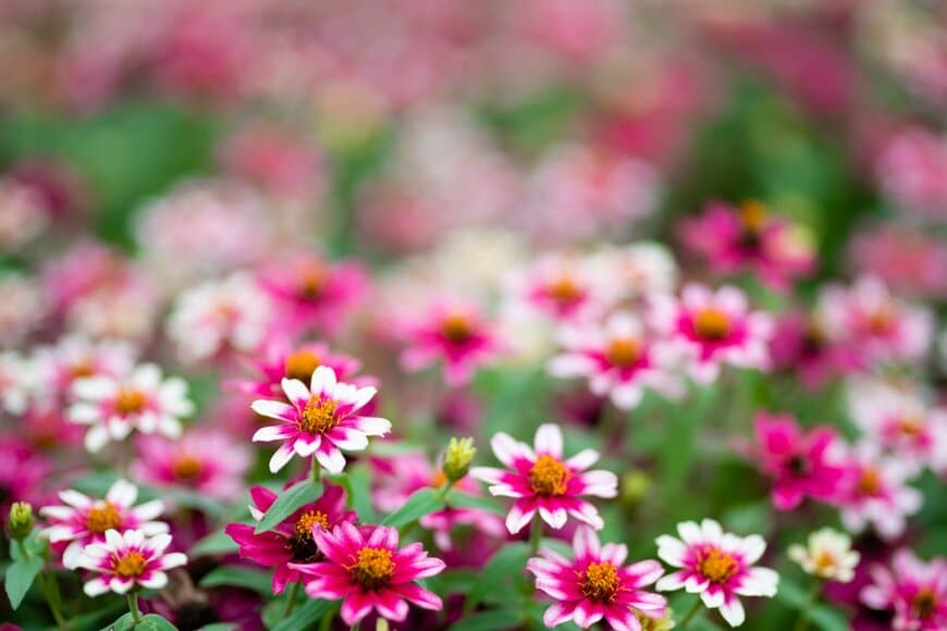 Hakase_/istockphoto.com