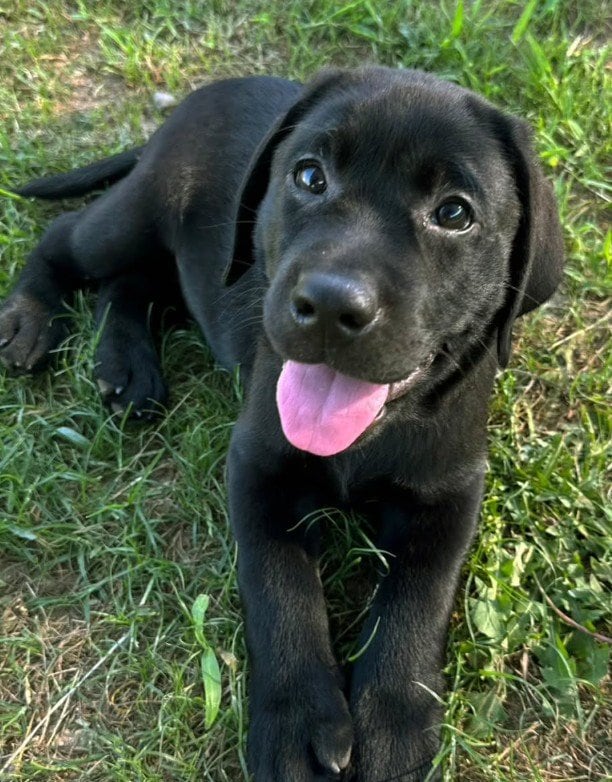 【警察犬】大阪府警察で訓練を受けた可愛い警察犬の出動風景に密着