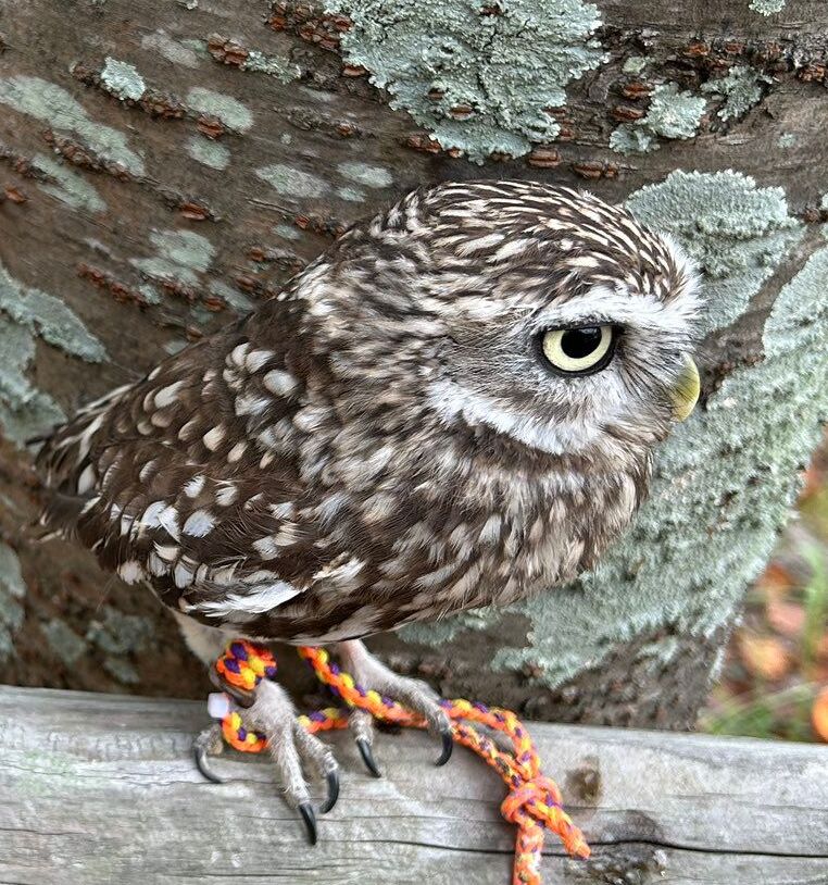 出所：@chimaki_anahori