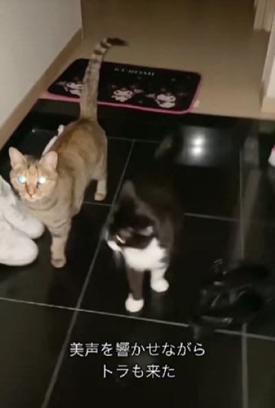 出所：@_nyan_nyan_