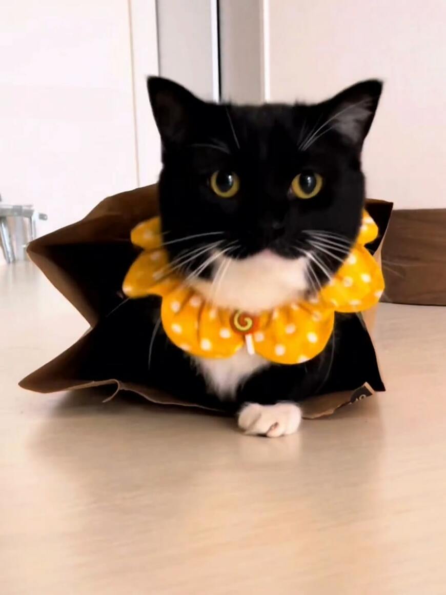 出所：@unicouniuni3