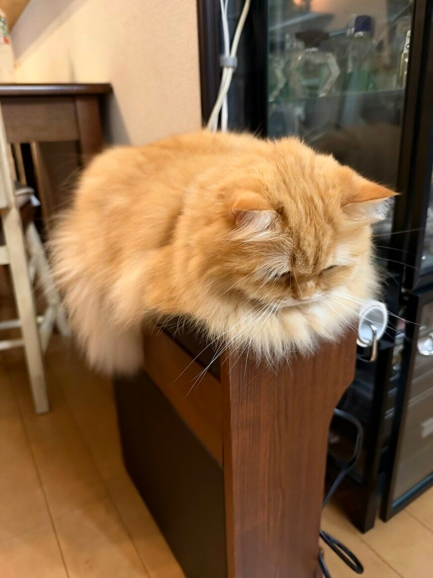 Wi-Fiの電波が悪いと思ったら…原因は棚の上でくつろぐふわふわの猫だった