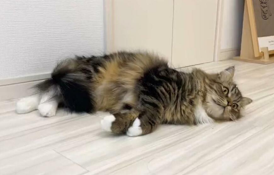 出所：@meltube_cat 