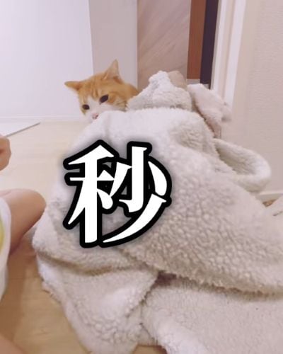 出所:@miko_nekoneko