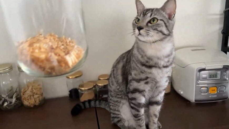 出所：@totomaru_hanmi