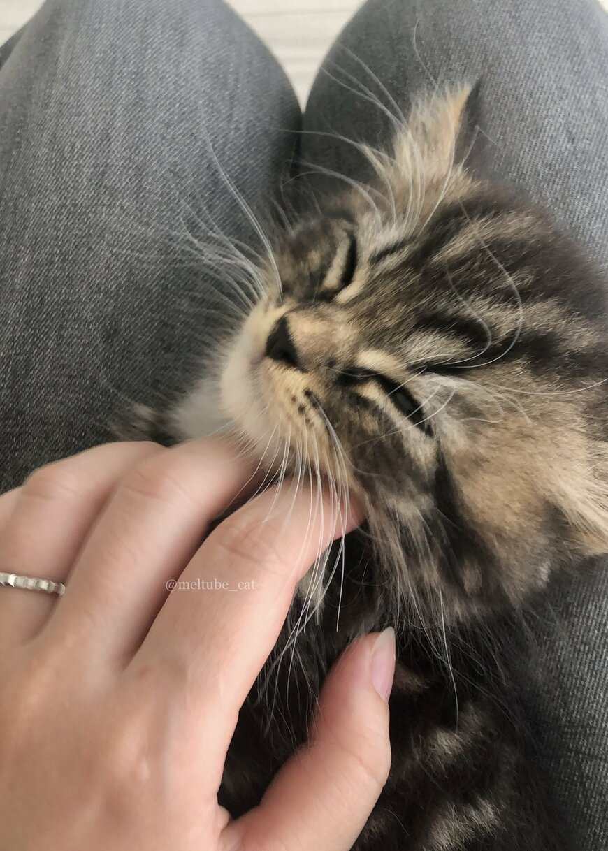 出所：@meltube_cat