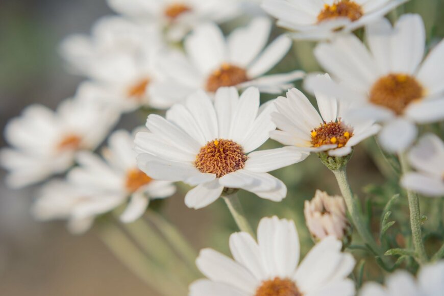 Ioana Rut/shutterstock.com