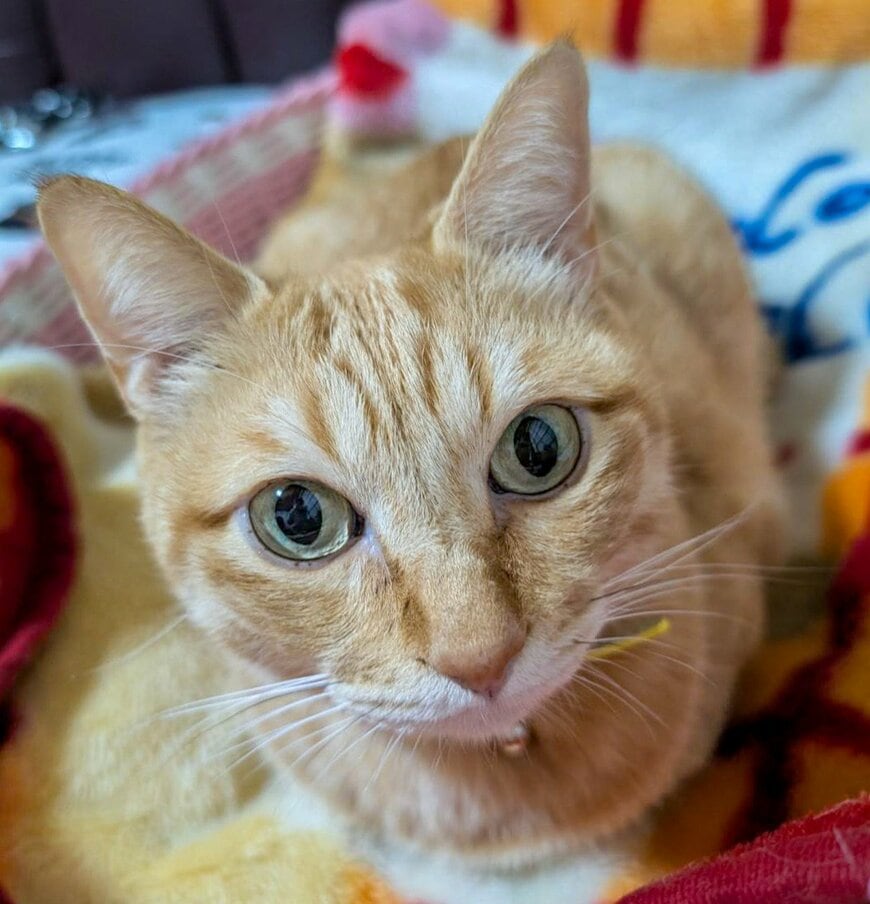 「よろしくな」悪そうな笑顔で握手をする猫が話題！「好きすぎる」と反響が続出